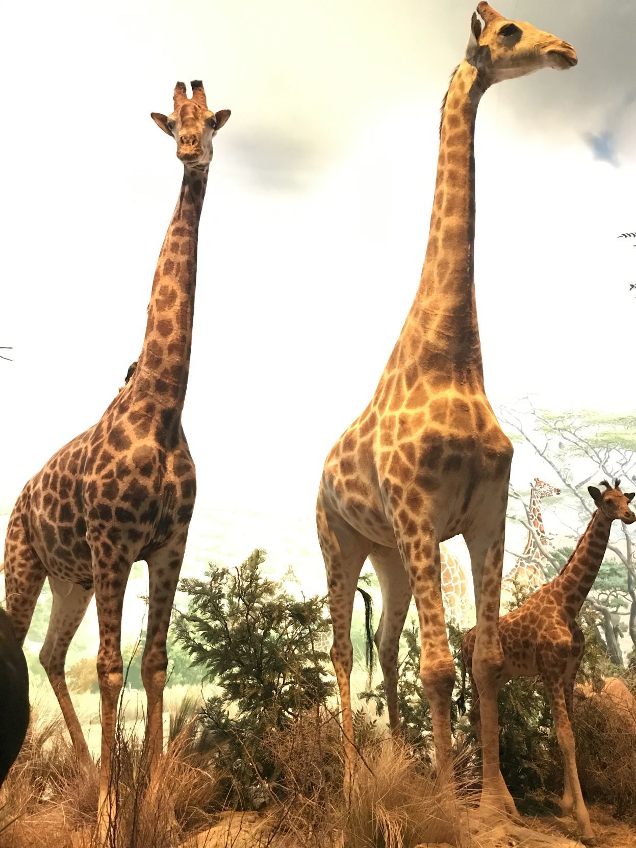 Johnny Morris’ Wonders of Wildlife National Museum & Aquarium
